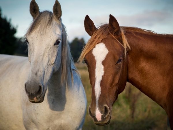 A white horse and a brown horse with a white blaze stand side by side in a field