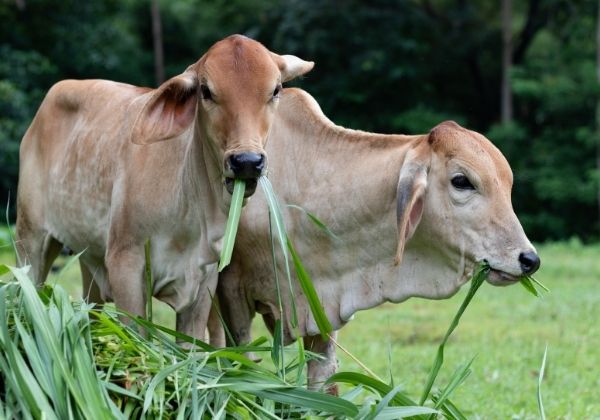 Two light brown cows are eating tall green grass