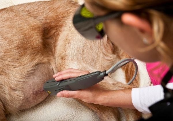 A doctor wearing protective glasses uses a laser therapy device on a dog's abdomen