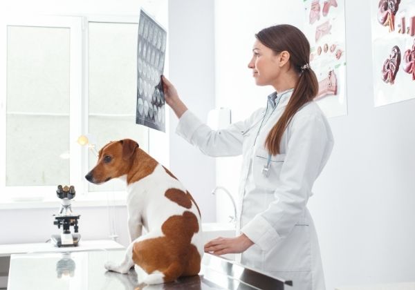 A veterinarian holds up an Xray for a dog sitting on an examination table 