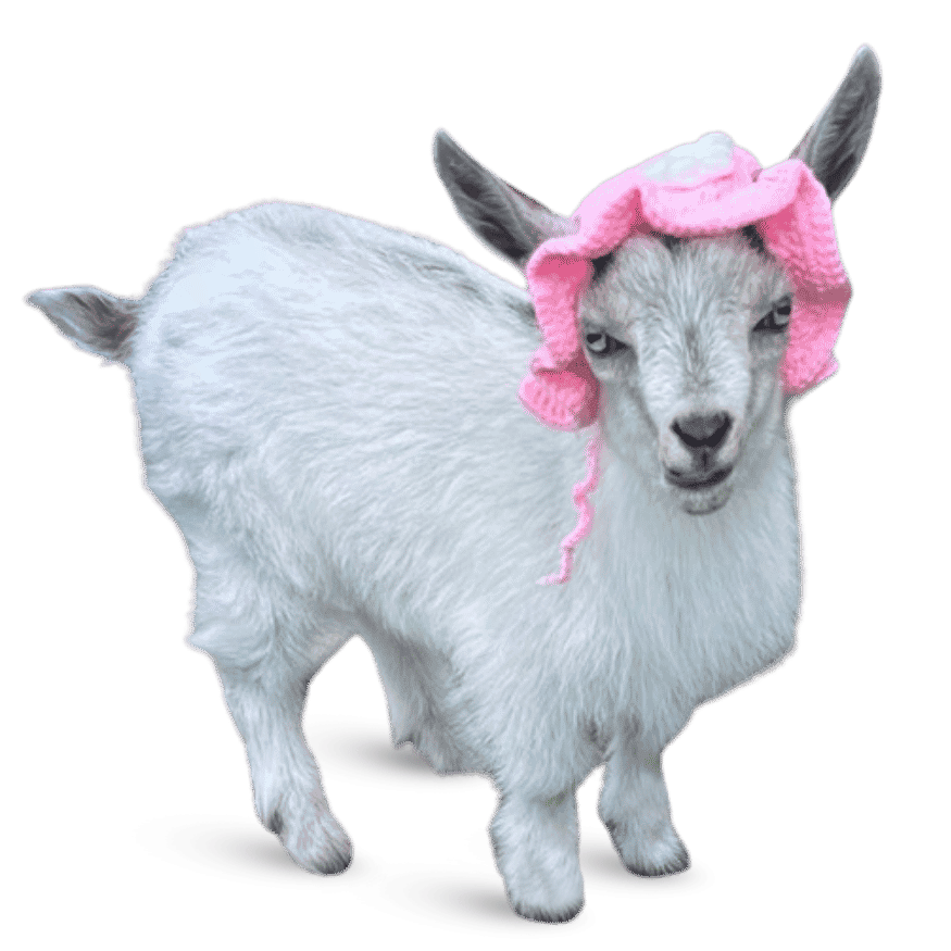 light gray goat wearing a pink knitted bonnet stands on a white surface