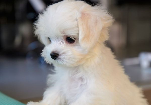 A fluffy white Maltese puppy sits looking down with its dark eyes and black nose
