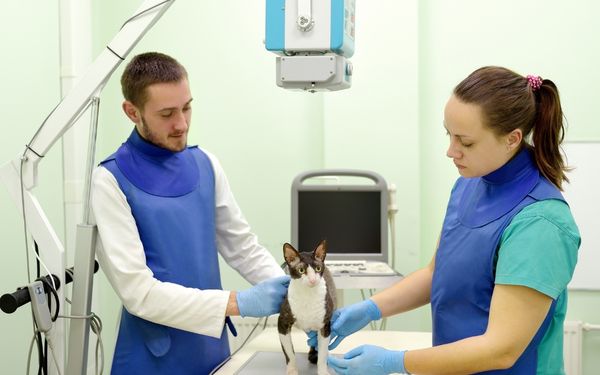 Two veterinarians in blue protective aprons and gloves position a cat for an X-ay