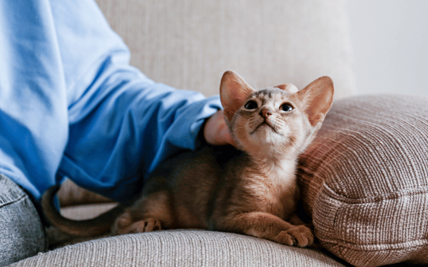 person wearing a blue shirt petting a small kitten while sitting on a couch