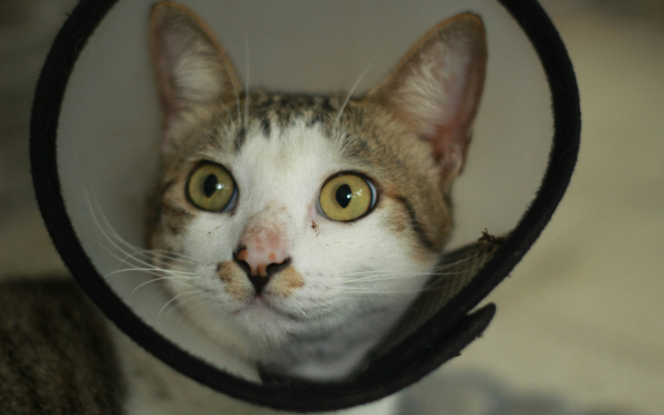 A person holds a cat wearing a white Elizabethan collar with black trim