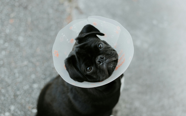 A dog wearing protective goggles receives laser therapy