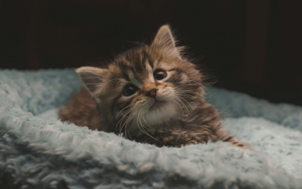 A cat wearing a clear Elizabethan collar 