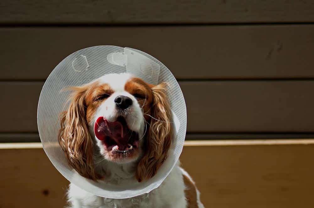 A dog with brown and white fur wears a protective cone, yawning with its mouth open, against a wooden background.