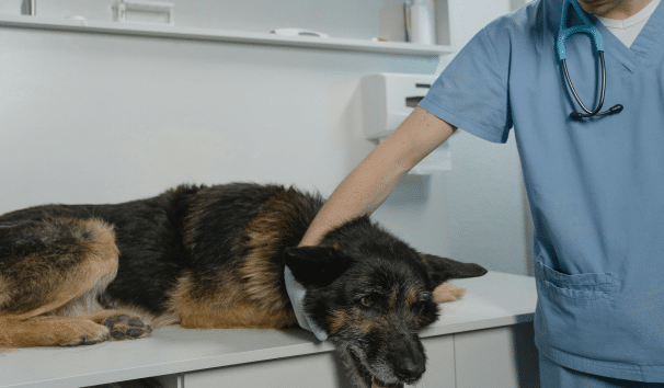 A German Shepherd lies on a veterinary exam table while a person in blue scrubs and a stethoscope tends to it.