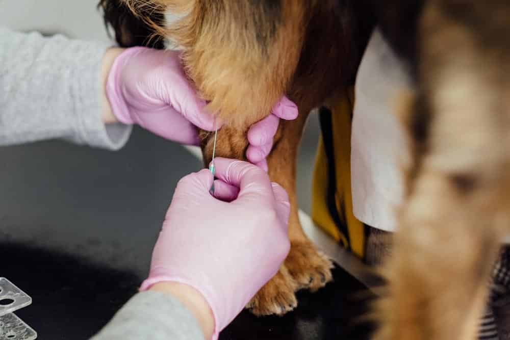 A person wearing pink gloves draws blood from a dog's front leg using a needle.