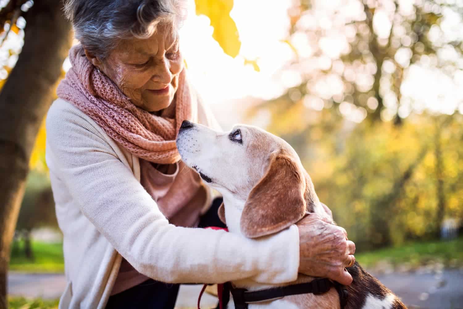 An elderly woman wearing a scarf and sweater smiles while petting a beagle outdoors on a sunny day.