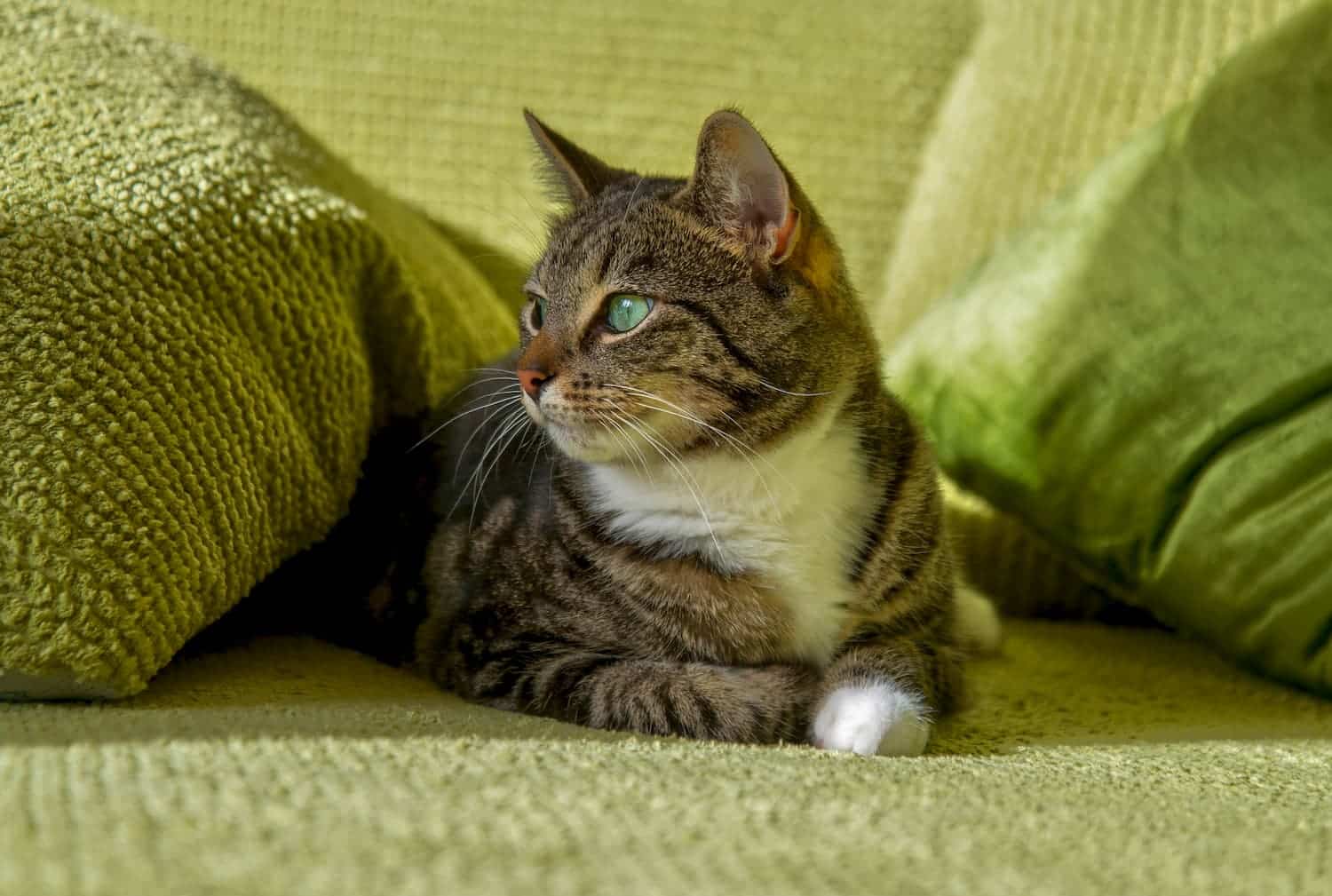 A tabby cat with white paws and chest lies on a green textured couch, looking to the left. Two green pillows surround the cat.