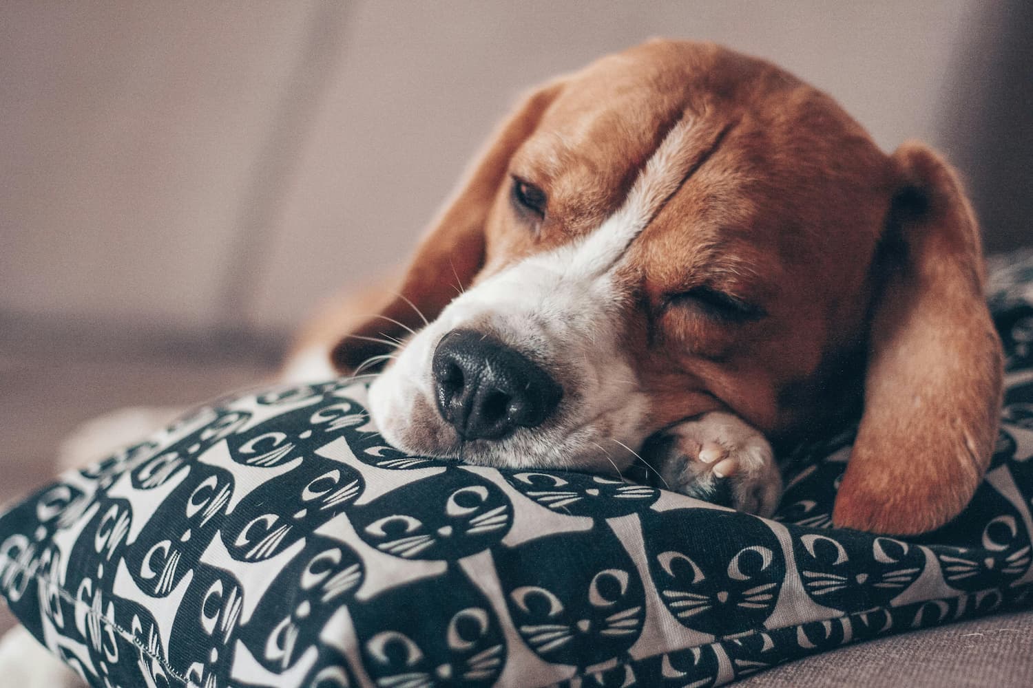 Beagle sleeping with head on a cat-patterned pillow.