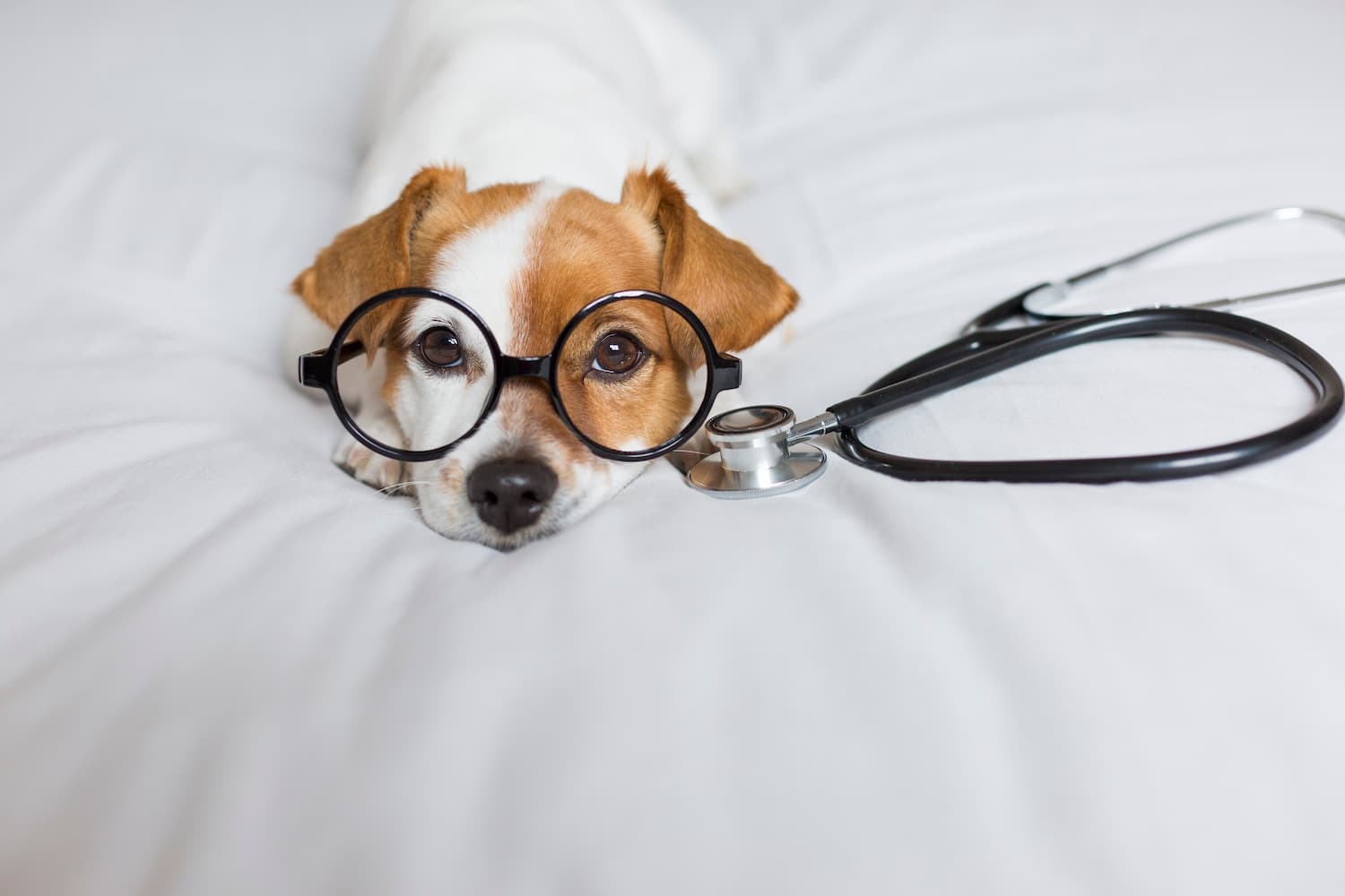 A small dog wearing round glasses lies on a white surface next to a stethoscope.