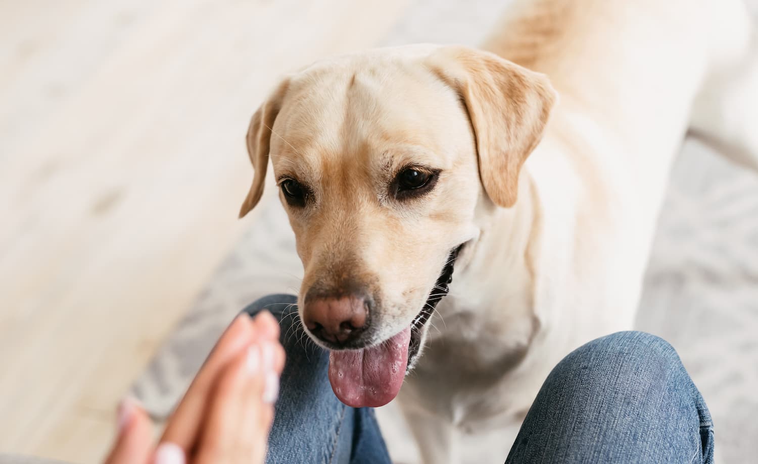 A yellow Labrador retriever stands in front of a person sitting, looking intently at their hands.