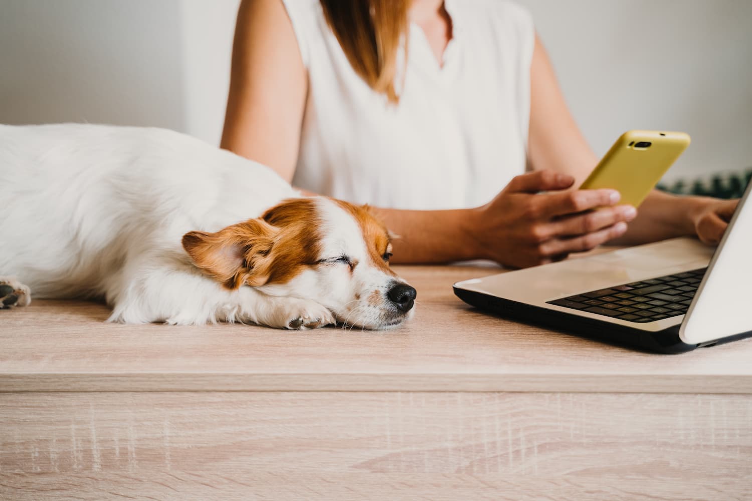 A small dog sleeps on a desk next to a person using a smartphone and a laptop.